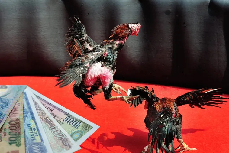 Bí Kíp Chơi Đá Gà Sabong Tại SEN88 Thắng Lớn Mỗi Ngày